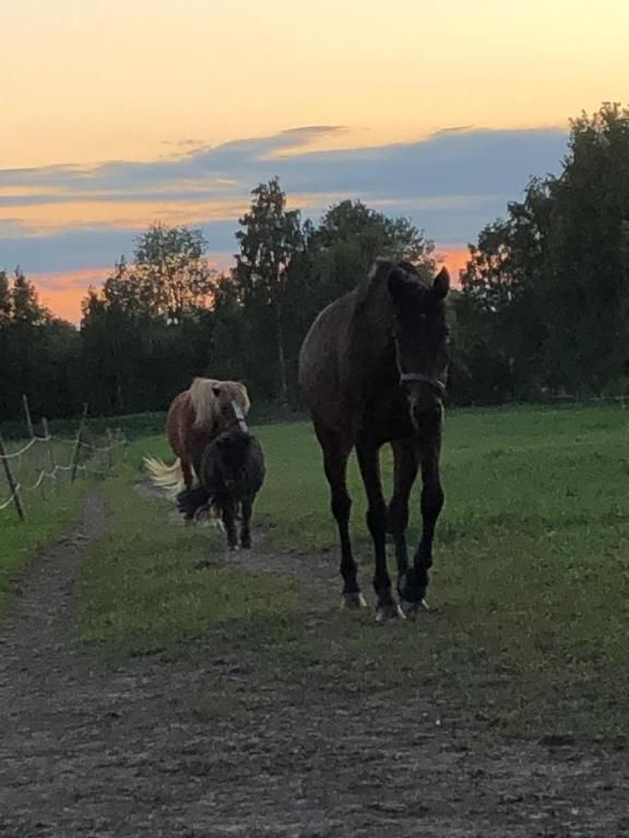 Шале Villa Suoranta Pilkanmaa